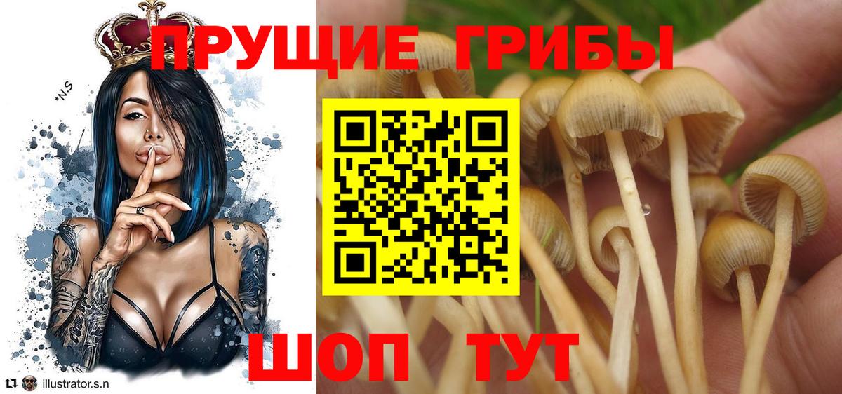 Галлюциногенные грибы Cubensis Рославль